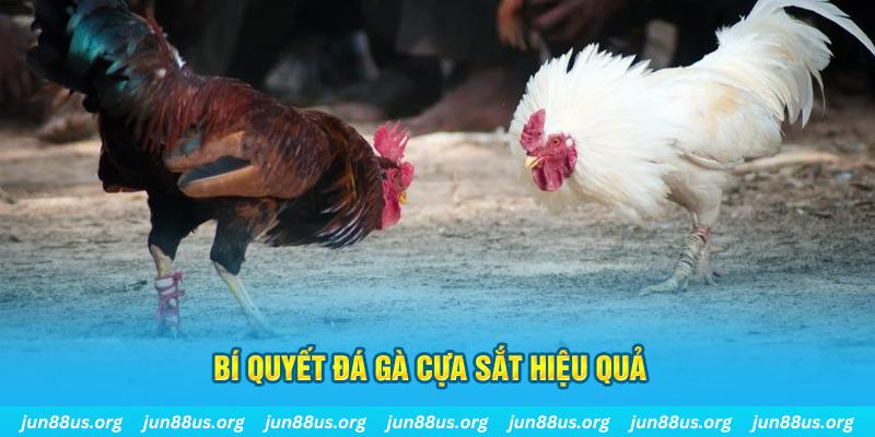 vvvwin70 đá gà cựa dao