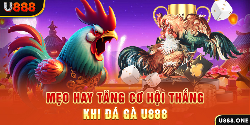 vvvwin70 trực tiếp gà chọi c1